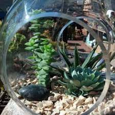 San francisco bay area's homes selling at record pace. 62 Cactus Jungle Ideas Cactus Succulents Plants