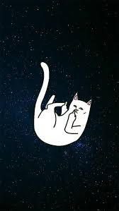 Katze Mittelfinger Tapete Hd Ripndip Wallpaper Hd 564x1001 Wallpapertip Ich brauch keinen mittelfinger ich kann das mit den augen. katze mittelfinger tapete hd ripndip