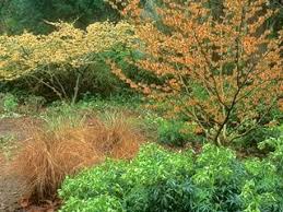 Image result for Hamamelis mollisi