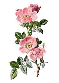 Rose Clip Art Sweet Briar Vintage Flower Illustration Wild Rose Image Frederick Edward Hulme Flower Illustration Flower Drawing Vintage Flowers