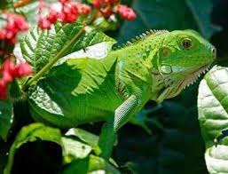 The tropical rainforest contains far more species of plants and animals than any other biome. Tropical Rainforest Animals And Plants With Pictures And Names