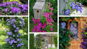 We did not find results for: Clematis The Queen Of Climbing Plants Great Ideas For Your Yard And Garden My Desired Home
