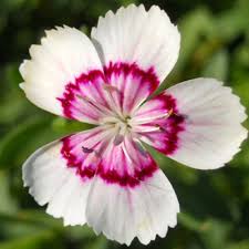 Image result for Dianthus angolensis