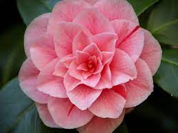 Choose from hundreds of free flower pictures. 55 Best Pink Flowers With Names And Pictures Florgeous