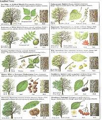 Broadleaf Tree Guide Leaf Identification Trees To Plant