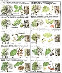 broadleaf tree guide leaf identification trees to plant