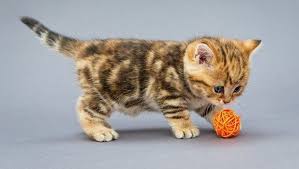 Tekir Kedi Heypati Adana Veteriner Klinigi 0533 193 72 84