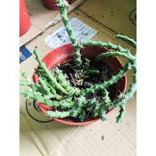 Called a christmas cholla because these little red fruits brighten the desert at this time. Desert Christmas Cactus In A Pot Shopee Philippines