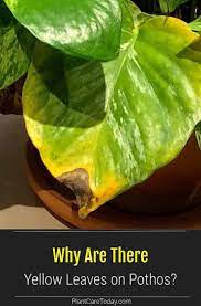 Why Are My Pothos Leaves Turning Yellow Plantcaretoday Yellow Leaves On Plants Plant Leaves Turning Yellow Plant Leaves Turning