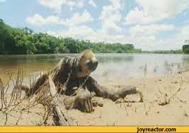 15 Sloth Gifs That Explain Your Entire Existence Sloth Gif Wet Sloth Sloth
