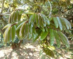 Image result for Millettia grandis
