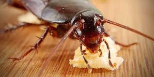 Now if you're asking how long does it take for the the pest control specialist to get to your house to your house you will have to call and ask him. What To Do After Pest Control Sprays For Squashing Cockroaches