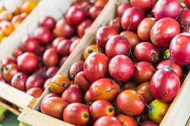 As the fruit are ripening, the symptoms first become noticeable as small, circular indented areas, which later develop darkened centers. 870 Tamarillo Tree Photos Free Royalty Free Stock Photos From Dreamstime