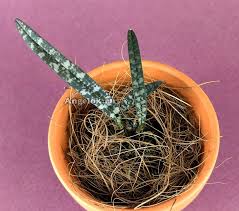 Image result for Oeceoclades decaryana