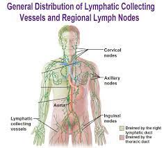 The Lymph System Lymph System Lymphatic Lymphatic System