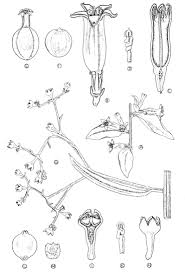 Image result for Osyridicarpos