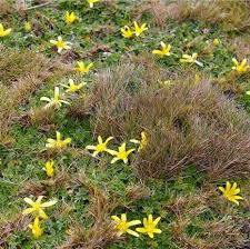 Image result for Ranunculus oreophytus