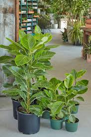 Image result for Ficus conraui