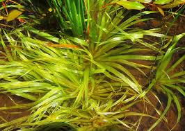 Image result for Blyxa aubertii
