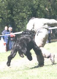 pin on black russian terrier