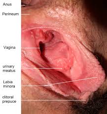 File:Inside vagina 1.jpg - Wikimedia Commons