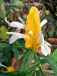We did not find results for: Flores Raras Y Hermosas Diversidad De La Naturaleza