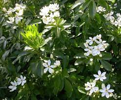 This shrub classic is perfectly safe for dogs, including the new variety rainbow sensation. Epingle Sur Garden Patio Creations