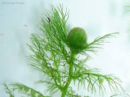 Image result for Utricularia