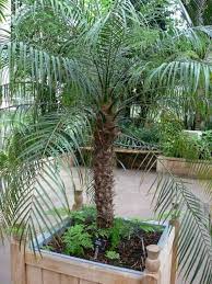 Indoor Palm Trees Types How To Grow Them Install It Direct Indoor Palm Trees Potted Palm Trees Types Of Palm Trees