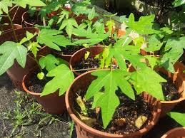 Tiga peringkat, iaitu menyemai, memindahkan ke polibeg dan. Tanamsendiri Com Grow Your Own Anak Pokok Betik Sekaki