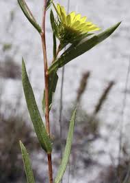 Image result for Landolphia lanceolata