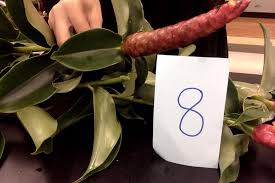 Image result for Dasylepis eggelingii