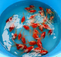 Yang memerlukan dalam kuantiti yang banyak. 2016 Koi Buying Trip In Niigata Japan 16 20 March Kohaku Koi House Sdn Bhd Johor Malaysia Newpages