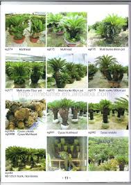Check spelling or type a new query. Cycas Revoluta Outdoor Landscaping Trees Plants Sago Palm Tree Nursery 4t005000 N A China Manufacturer Flowers Plant Gardening