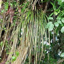 Image result for Vittaria elongata