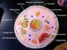 Maybe you would like to learn more about one of these? 25 Best Edible Cell Project Ideas Cells Project Edible Cell Edible Cell Project