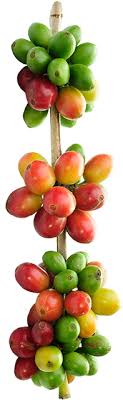 Coffee Beans Coffee Beans Plant Png Full Size Png Download Seekpng Try to search more transparent images related to coffee bean png |. seekpng