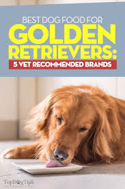 2.1 best fresh dog food: Best Dog Food For Golden Retrievers 5 Vet Recommended Brands Top Dog Tips