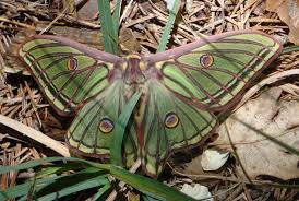 The graellsia isabellae, is a moth of the silkmoth family saturniidae, also known as the spanish moon moth. Spanish Moon Moth Graellsia Isabellae Spanish Moon Moth Graellsia Isabellae Blogging From The Pyrenees
