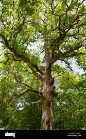 Image result for Quercus sp.