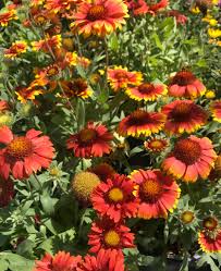 Growing only 3 to 6 inches high, it blooms from june through september. 18 Low Maintenance Perennials