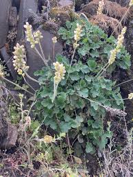 Image result for Heuchera cylindrica Greenfinch