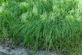 Image result for Carex
