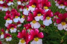 Image result for Nemesia zimbabwensis