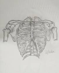 Human ribcage with skull sketch. Dennese Akira Nicole Fores Medina Rib Cage Drawing