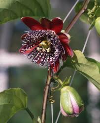 Image result for Passiflora quadrangularis