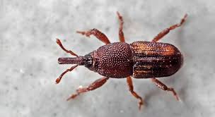 Pest control technician job description. Mlqzehrwyuw Gm
