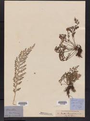 Image result for Asplenium theciferum