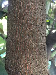 Image result for Englerophytum natalense