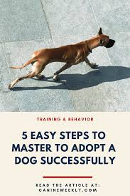 How To Adopt A Dog In 5 Easy Steps Canine Weekly Dog Adoption Pet Adoption Center Dog Wellness